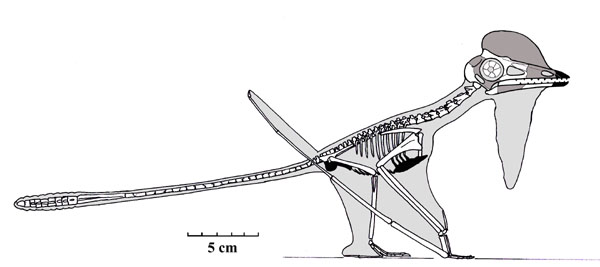 sordes dinosaur